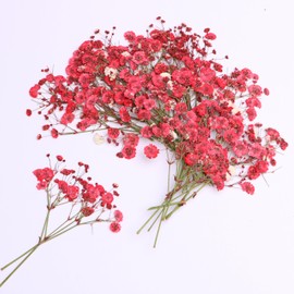 LYFORTZY 30 Pcs Red Baby's Breath Real Dried Pressed Flowers.Vacuum-Packed Mini Dried Baby's Breath Flowe Specimen +1 Tweezers, for Resin Art /DIY Making Wedding Card/ Home Party Decor.