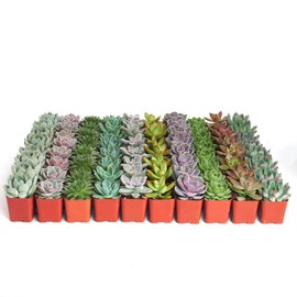 Shop Succulents Shop Succulents Rosette Succulent Plant Pack Bulk Collection - Live Mini Succulent Plants, Low Maintenance, Floral Shaped Mix of Colors & Textures - Wedding and Party Favors, Gift & Garden, Pack of 32