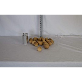 Box of 20 Medium Dried Egg Gourds, Ready for Crafting and and Home DÈcor