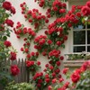 200+ Red Climbing Rose Seeds for Planting Outdoors Ornamental Climbing