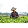 Yim Tea Co. - Thai Tea Mix - 100% Natural