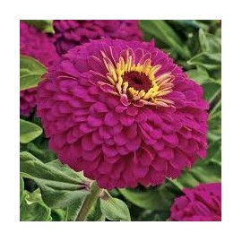Zinnia Uproar (Elegans) Nice Garden Flower by Seed Kingdom (30 Seeds)