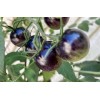 Tim's Tomatoes Bosque Blue Tomato Seeds | Organic | Rare