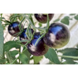 Tim's Tomatoes Bosque Blue Tomato Seeds | Organic | Rare Tomatoes | Indigo | Purple | Vegetable