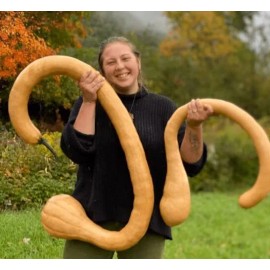 CZ Grain Trombone Squash Seeds for Planting - Grow 20 Tromboncino Squash Plants