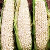 TomorrowSeeds Country Gentleman Sweet White Corn Seeds | Heirloom Shoepeg