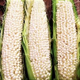 TomorrowSeeds Country Gentleman Sweet White Corn Seeds | Heirloom Shoepeg Shoe Peg Seed 2024