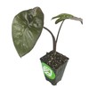 Metallica Elephant Ear - Alocasia plumbae - Live Plant
