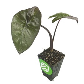 Metallica Elephant Ear - Alocasia plumbae - Live Plant