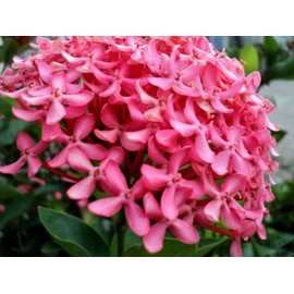 Ixora Dwarf Pink Taiwanensis | 3 Live Plants | Ixora Chinensis | Perfect for Compact Spaces | Vibrant Tropical Blooms