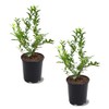 Powder Blue Blueberry Bush, Rabbiteye, Medium Size, Mid-Season Harvest, 1