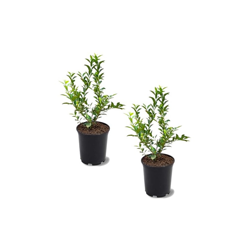 Powder Blue Blueberry Bush, Rabbiteye, Medium Size, Mid-Season Harvest, 1