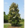 Southern Magnolia Housewarming Gift Tree by The Magnolia Company -