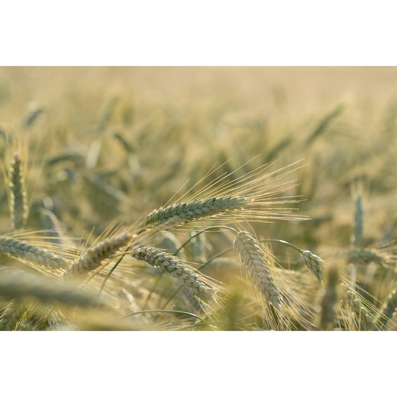 All Good Things Organic Great Grains Seeds for Planting: 4