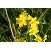 Narcissus x jonquilla 'Jonquil' / 10 Healthy Fresh Daffodil Bulbs
