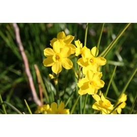 Narcissus x jonquilla 'Jonquil' / 10 Healthy Fresh Daffodil Bulbs That Produce Traditional Yellow Blooms by The Southern Bulb Company