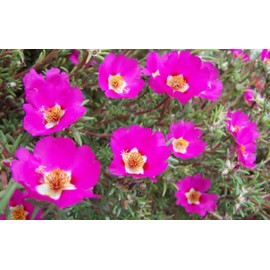Purslane Hot Pink Plants | 3 Live Seedlings | Portulaca grandiflora | Bright Pink Succulent Flowers | Spreading Ground Cover for Sunny Spaces