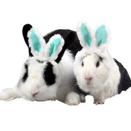 ANIAC Easter Guinea Pig Outfit Warm Kitten Hat with Bunny Ears Plush Small Animal Head Accessories Easter Costume for Kitty Hamster Rats Sugar Glider Hedgehog and Small Pet(Green)