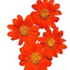 Mexican Sunflower Seeds - Attracts Bees and Butterflies