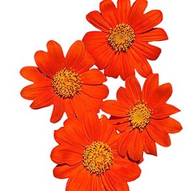 Mexican Sunflower Seeds - Attracts Bees and Butterflies