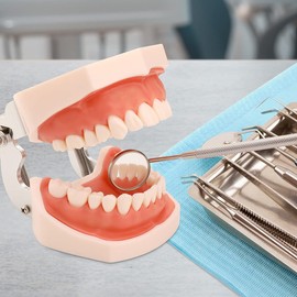 faruijie Dental Typodont Teeth Model with Removable Teeth and Soft Gums Articulated Anatomy Model Teaching Aid for Study Purposes