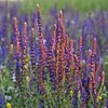 Clary Sage 100ml Incent Essential Oil Essential Oil