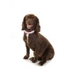 Doodlebone Dog Collar, Aqua, 6-11