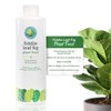 Fiddle Leaf Fig Plant Food Fiddle Leaf Fig Tree Plant
