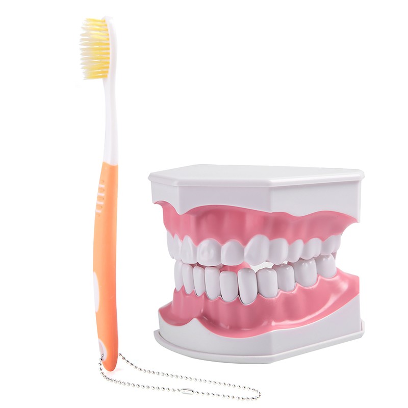 Adult Dental Teeth Model and Toothbrush with Removable High Grade