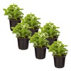 Live Aromatic and Edible Herb - Lemon Balm (6 Per