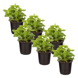 Live Aromatic and Edible Herb - Lemon Balm (6 Per Pack), Naturally Reduces Stress and Improves Air Quality, 8" Tall by 4" Wide