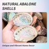 BRBASAP Large Abalone Shell Bowl 4-4.5 Inch Natural Smudge Bowl