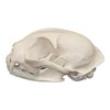 Real Bobcat Skull - Perfect