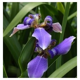 Walking Iris Apostle Plant | 1 Extra Large 3 Gallon Plant | Neomarica gracilis | Tropical Foliage | Easy Care Perennial