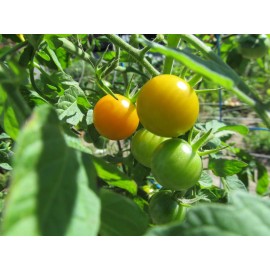 Own Farm Grown *NEW* 2024* ORGANIC SUN GOLD CHERRY TOMATO 15 SEEDS "SWEET" & FRESH OCT *2024*
