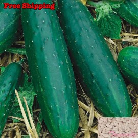 Treevale Spacemaster Cucumber Seeds | Cucumber/Yard- - 40 Seeds No Tracking