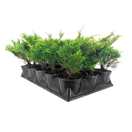 Juniper Calgary Carpet | 10 Live 4 Inch Pots | Juniperus Sabina Monna | Evergreen Ground Cover Plants | Low-Maintenance Landscaping Shrub