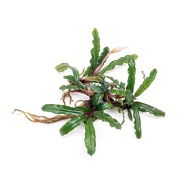 SubstrateSource Bucephalandra Catherinae Green Live Aquarium Plant - Natural Freshwater Fish Tank Decorations, Aquatic Décor - Plant (10-15 Leaves)