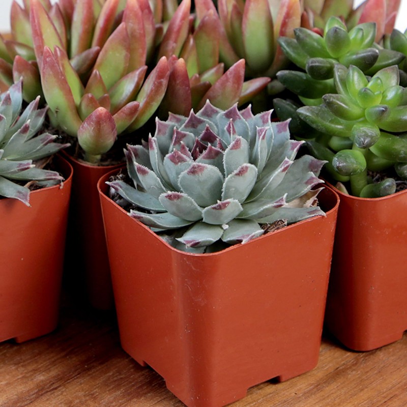 Altman Plants, Live Succulent Plants (20 Pack) Assorted Potted Succulents