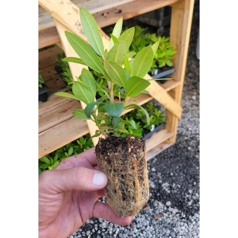 (1) - Holden Red Rhododendron - Starter Plant (7m) (1