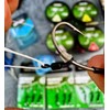 Haldorado Bait Floss, 50m, gewachste Angelschnur für Pop-up Baits und