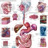 Anatomical Worldwide The Digestive Tract Normal and Diseased Laminated Anatomy