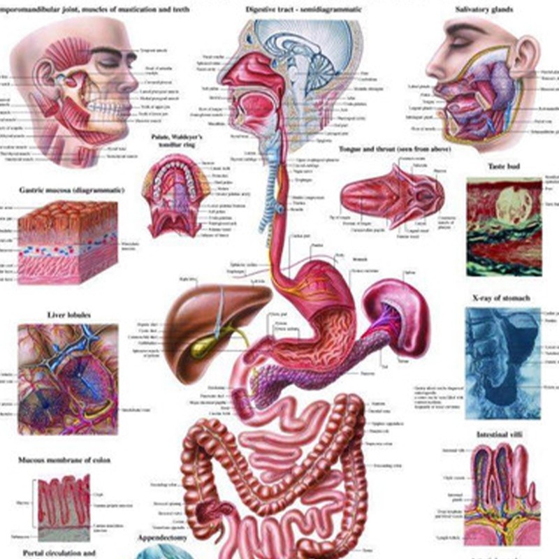 Anatomical Worldwide The Digestive Tract Normal and Diseased Laminated Anatomy