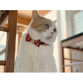 Necoichi Regal Crown Cat Collar (Red)