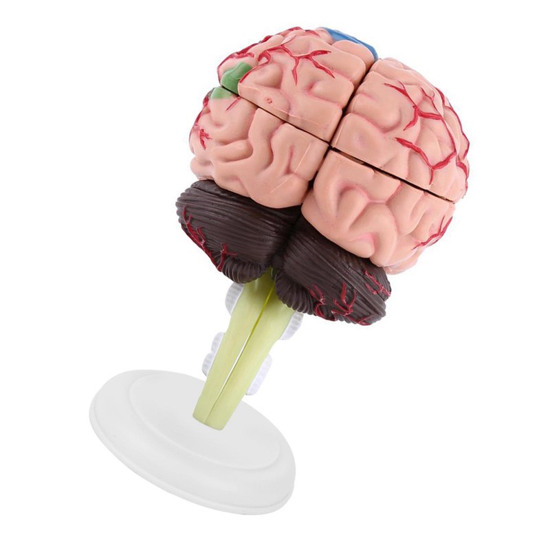 1pc Disassembled Anatomical Human Brain Model Medical Teaching Tool Toy