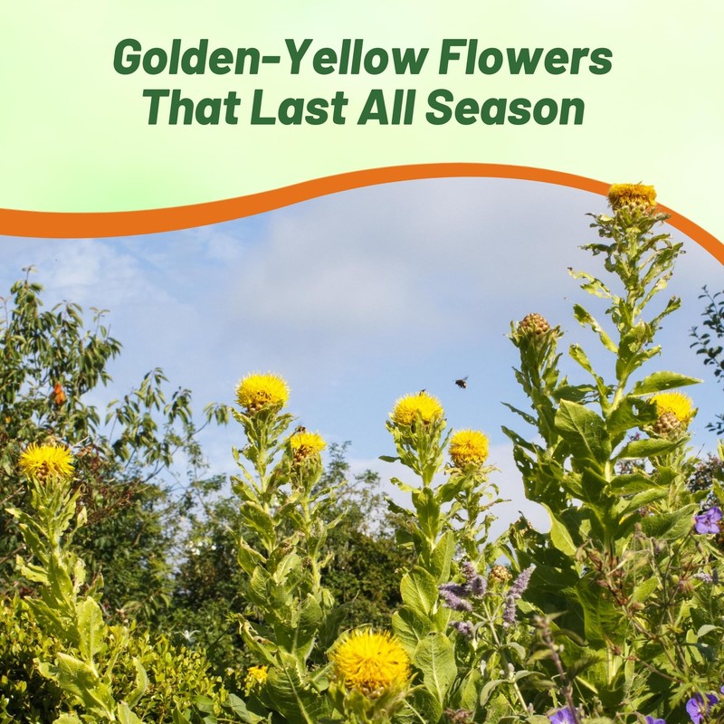 Outsidepride Macrocephala Yellow Cornflower Seeds for Planting - 1000 Pcs.