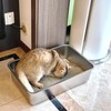 EGMEHOAD Stainless Steel Litter Box Medium Easy to Clean 3
