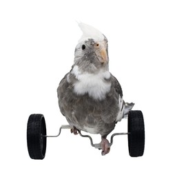 Bird Intelligence Training Toy, Parrot Puzzle Balance Car Toy for Small Medium Bird, Parrot Educational Table Top Trick Prop Toy, Bird Foot Talon Toy for Lovebird (Balance Car)