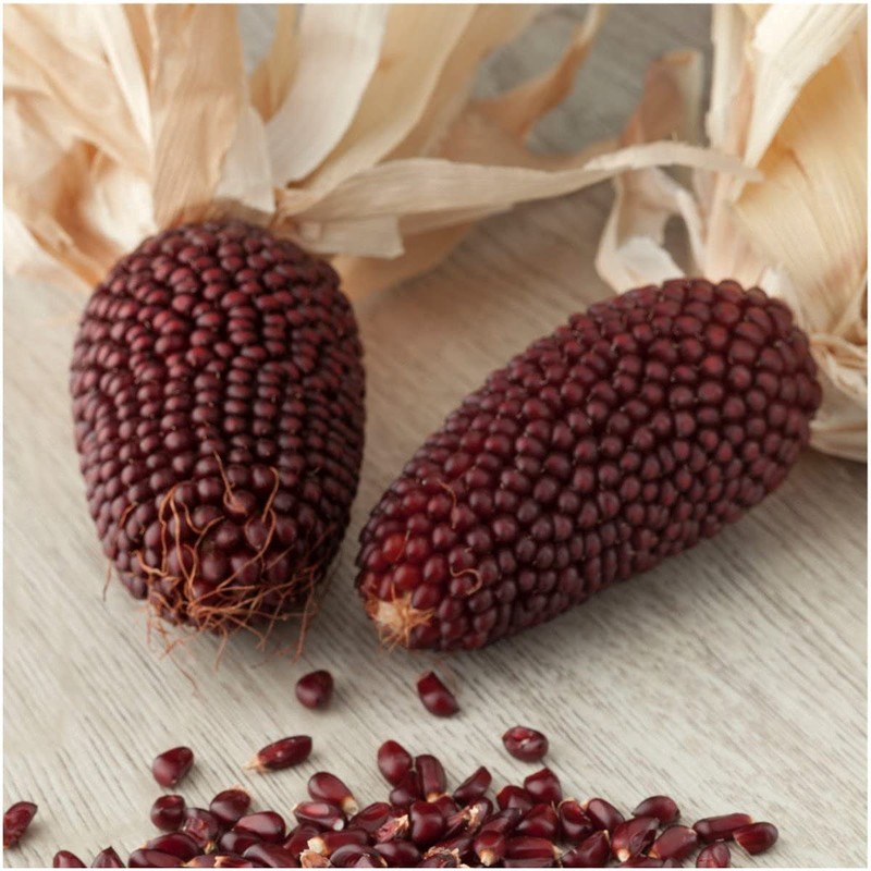 22Day Seeds: Seeds Strawberry Corn/Popping Corn/Zea mays Strawberry/Non GMO/Heirloom