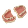 Dental Teaching Model Soft Gum 32 Teeth Dental Demonstration Teeth